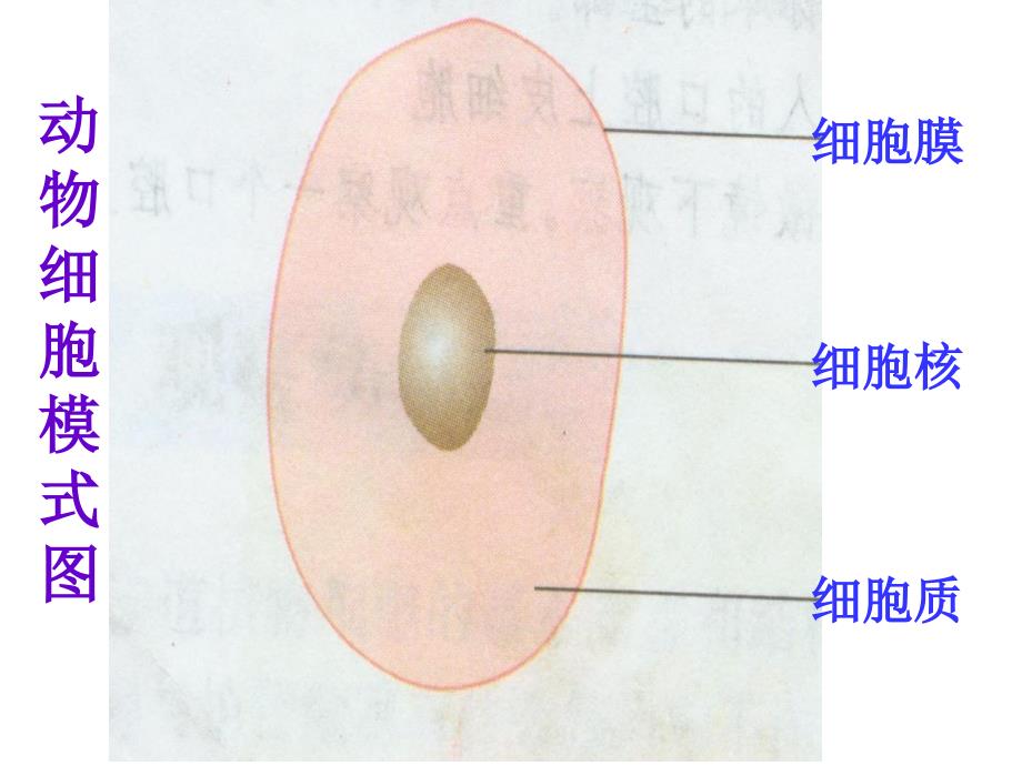 细胞的分裂和分化_第3页