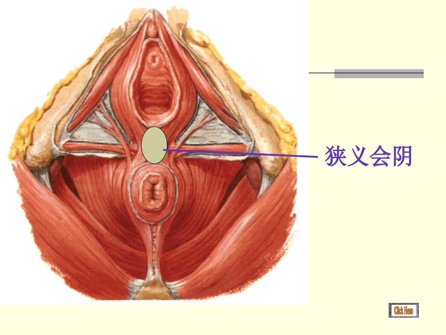 会阴.ppt_第4页