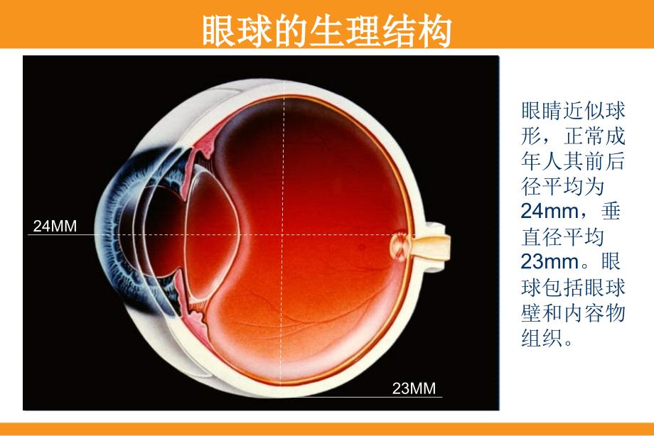 近视防治知识普及讲座(科普)_第2页