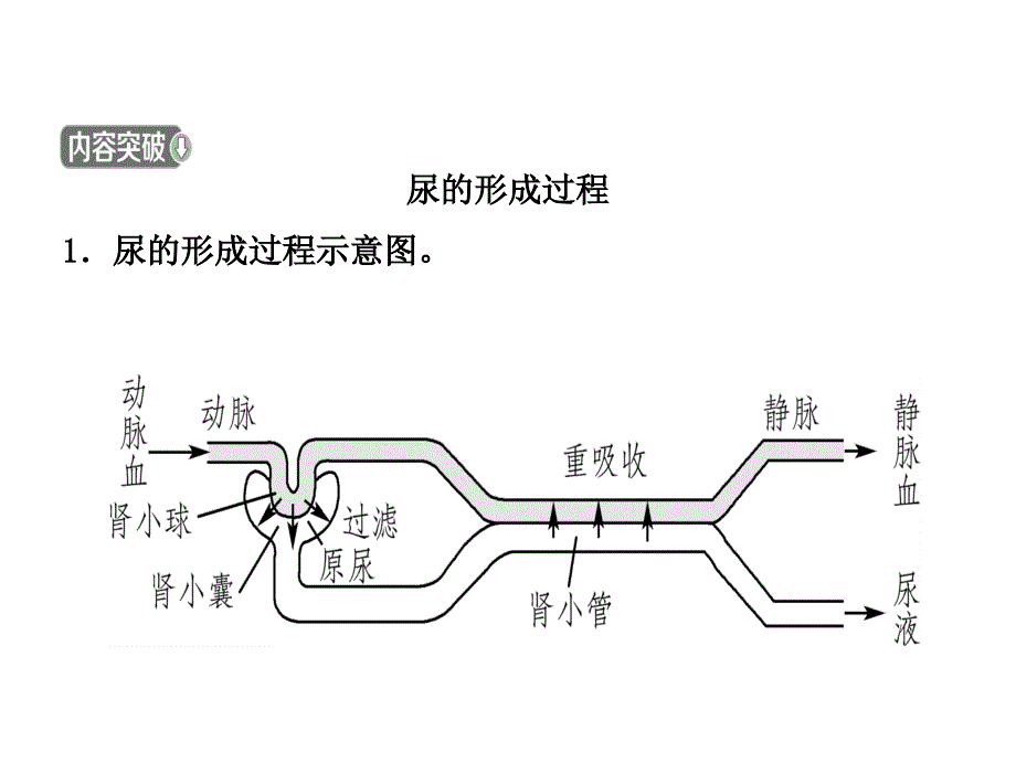 13第四单元 第五章_第4页