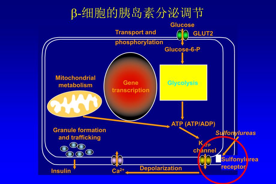 心内科医生应掌握的糖尿病知识_第3页