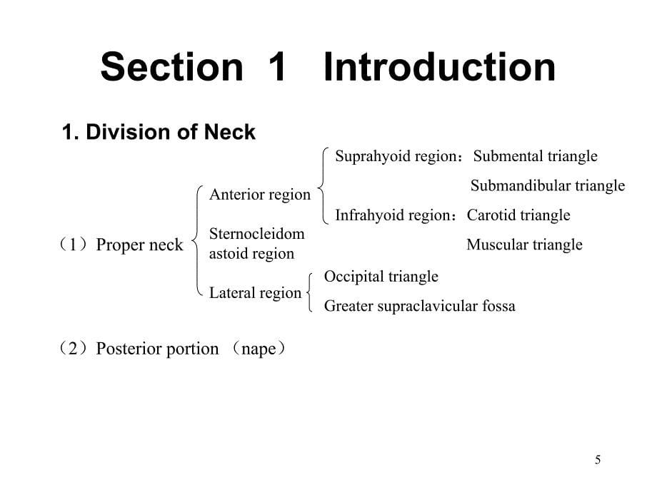 颈 部-局部解剖ppt参考课件_第5页