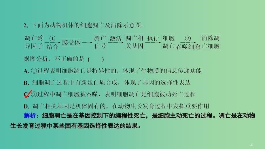 高三生物第一轮总复习 第一编 考点过关练 考点15 细胞的衰老、凋亡、癌变课件.ppt_第5页