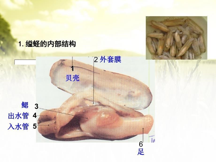 人教版八年级生物上册5.1.3软体动物和节肢动物_第5页