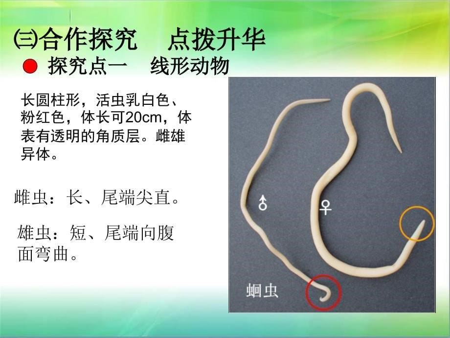 人教版生物八年级上册课件5.1.2线形动物和环节动物精品课件共21张PP_第5页