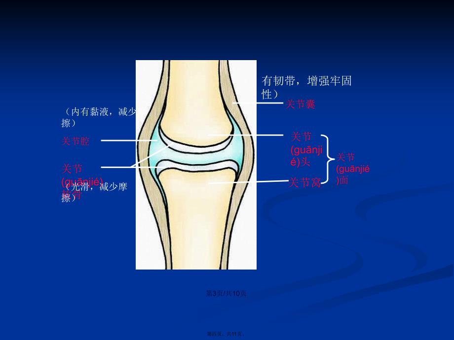 动物的行为和运动动物的运动学习教案_第4页