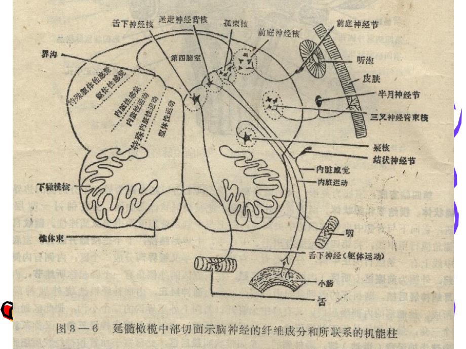 脑干的内部结构文档资料_第2页