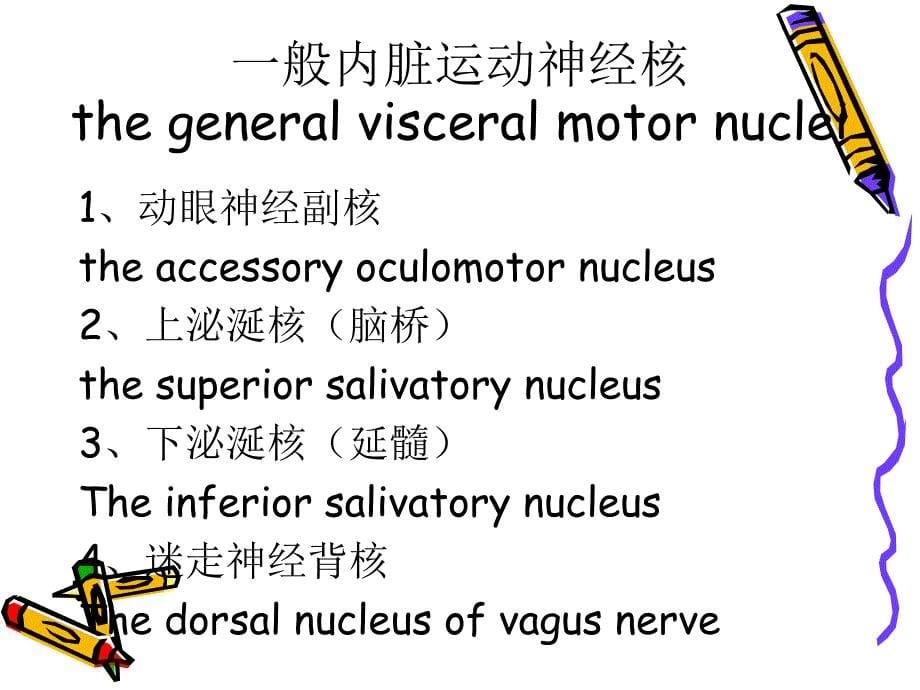 脑干的内部结构文档资料_第5页