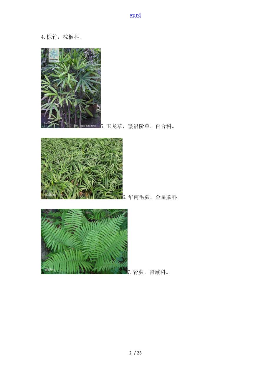 常见园林植物图片与名称80种_第2页