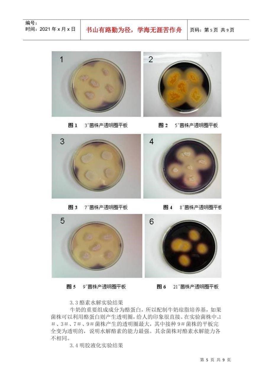 牛栏山酒厂清香大曲及酒醅中地衣芽孢杆菌的分离鉴定_第5页