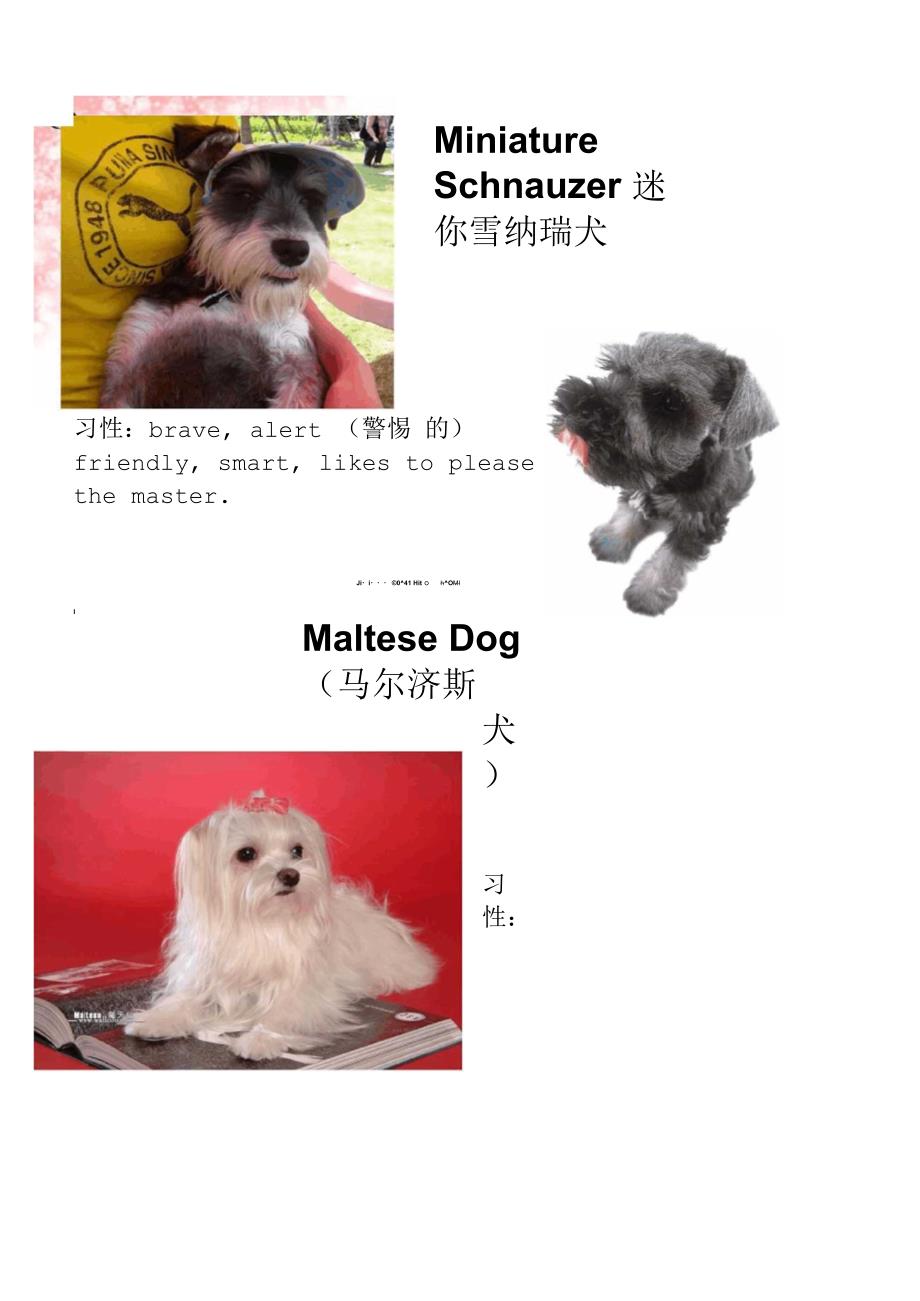 dogs介绍狗的英语演讲_第4页