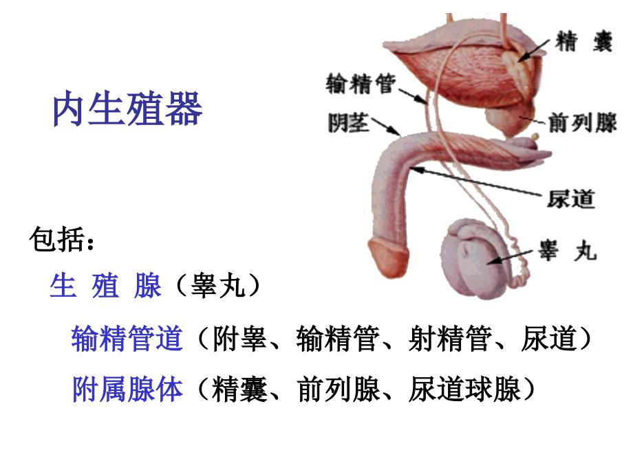 男女生殖系统.腹膜_第4页