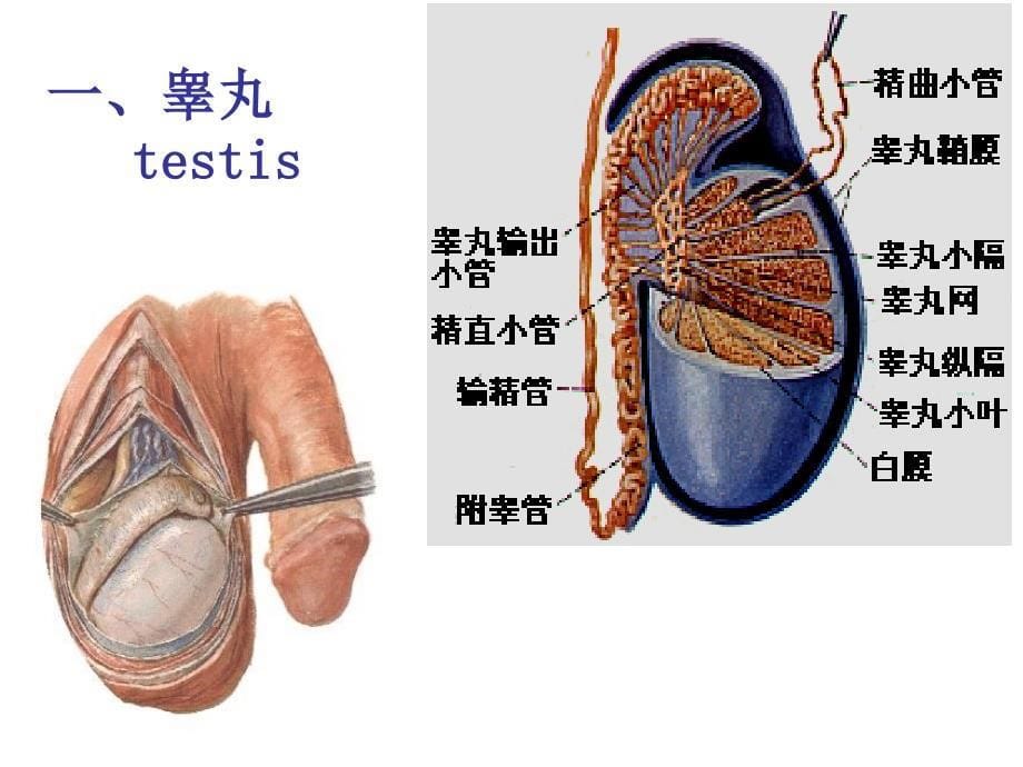 男女生殖系统.腹膜_第5页