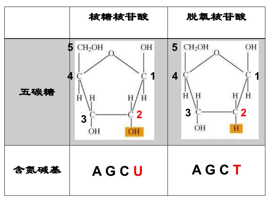 高三复习课-遗传信息的转录和翻译课件_第4页