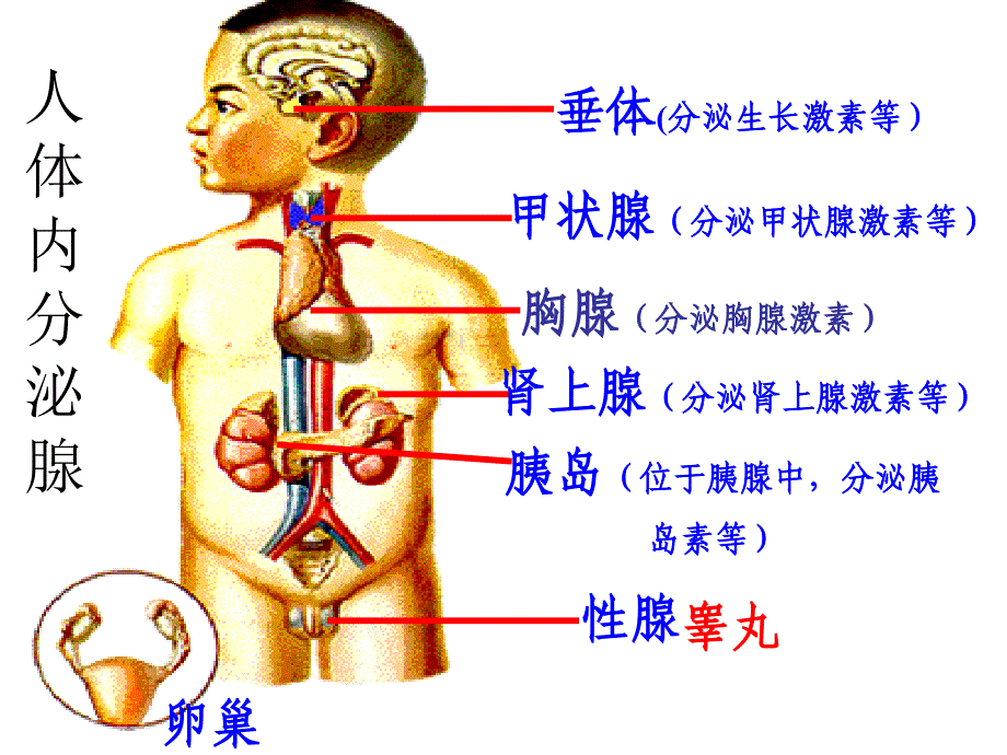 医学课件科学：6.4人体生命活动的激素调节课件(华师大版八下)_第2页