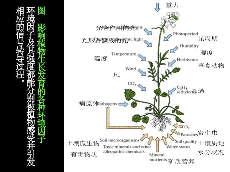 第一章作物生产与环境_第5页