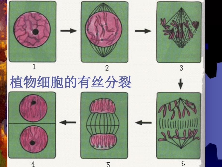 环境三致物的生物检测_第5页