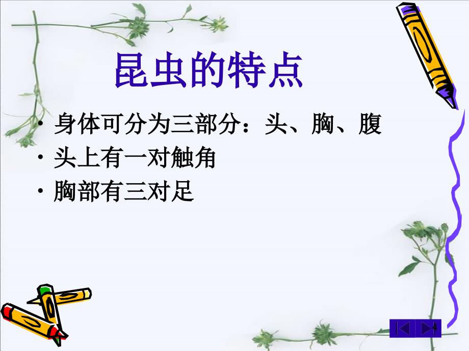 放大镜下的昆虫世界ppt课件.ppt_第4页