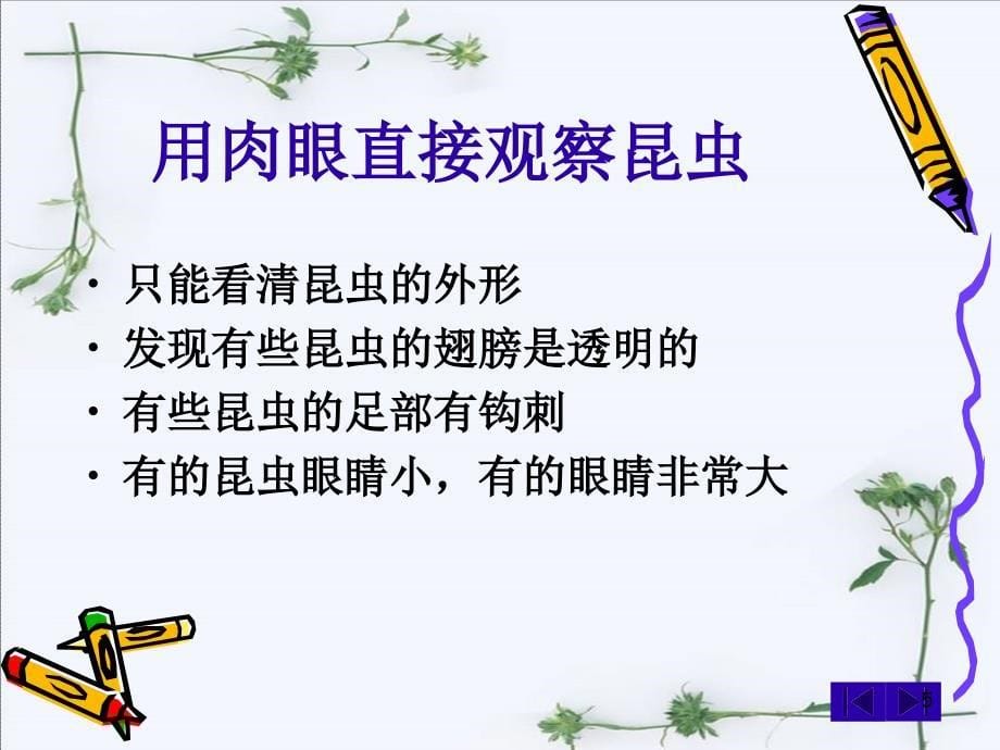 放大镜下的昆虫世界ppt课件.ppt_第5页