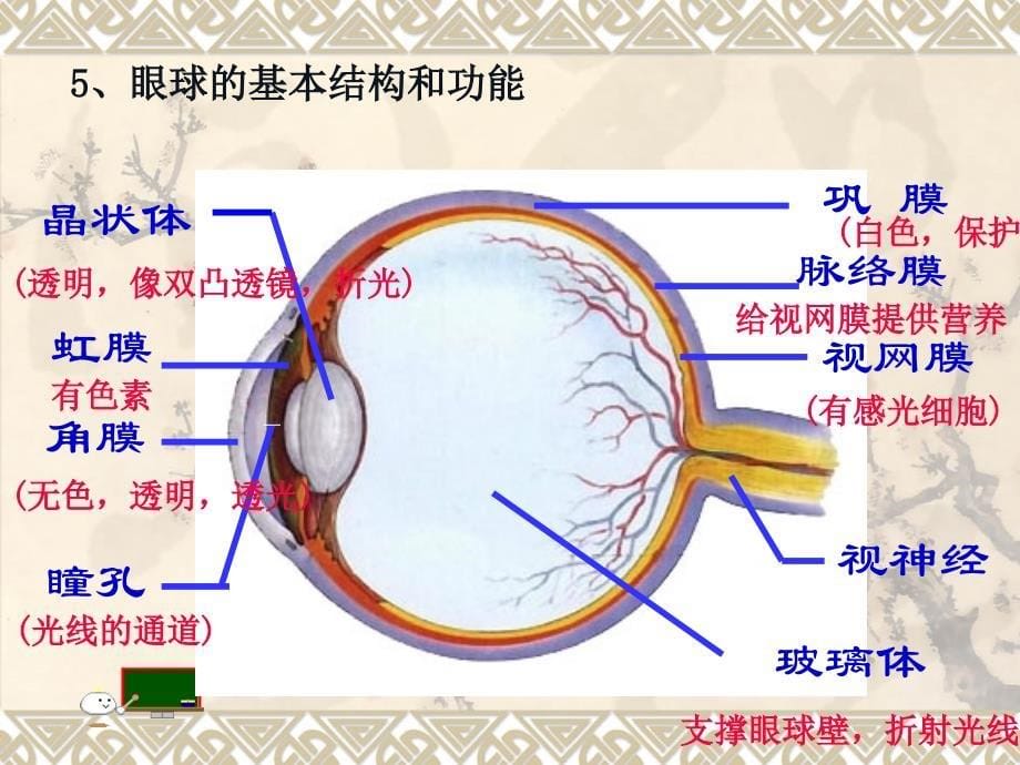 初中一年级生物下册第四单元　第六章人体生命活动的调第一节人体对外界环境的感知第一课时课件_第5页