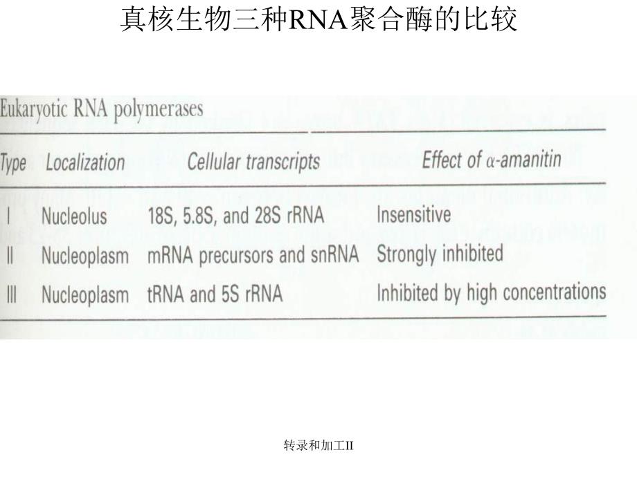 转录和加工II课件_第2页