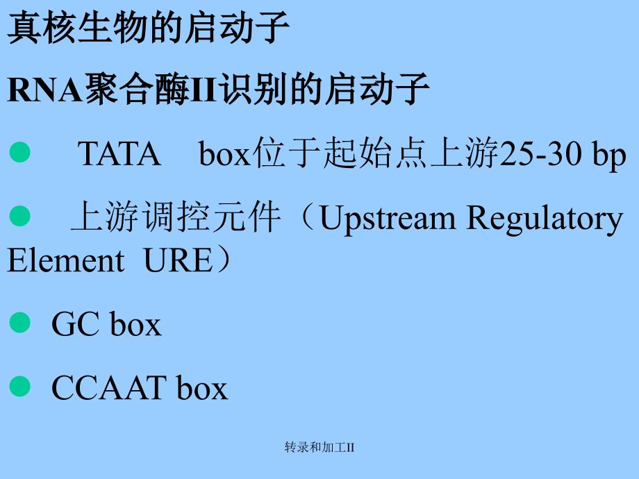 转录和加工II课件_第3页