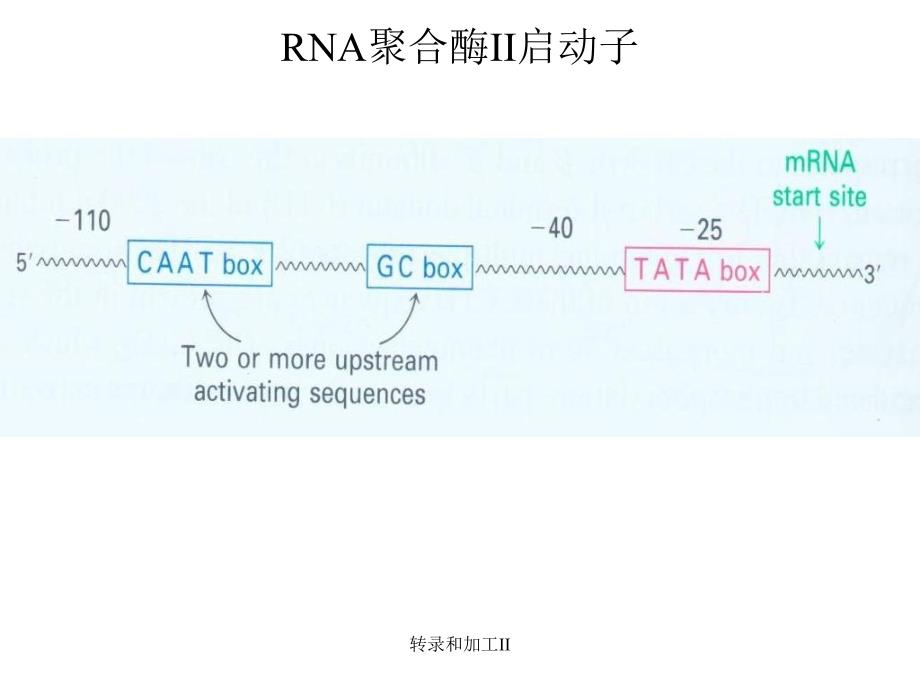 转录和加工II课件_第4页