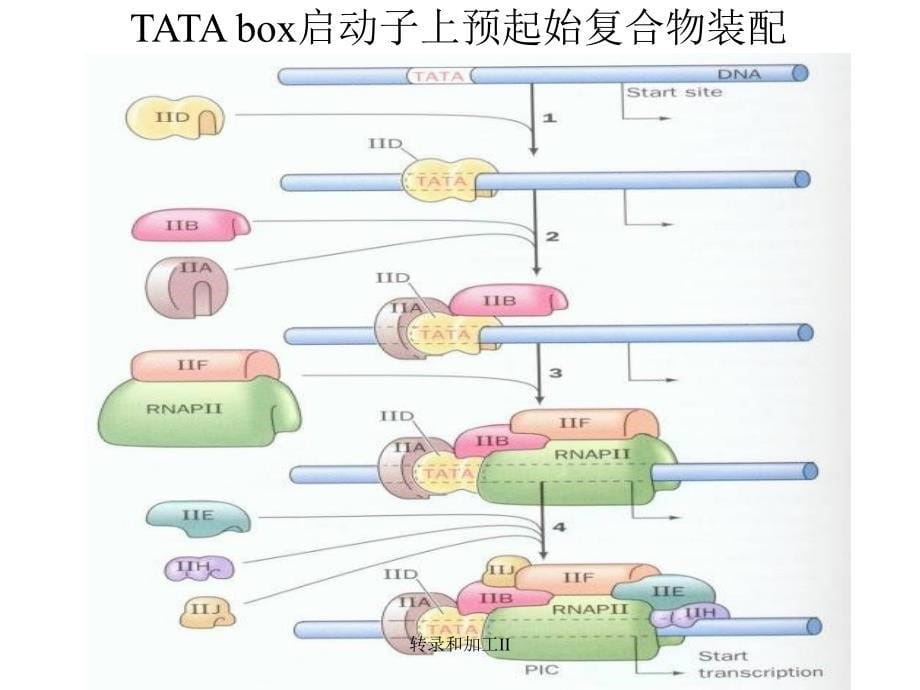 转录和加工II课件_第5页