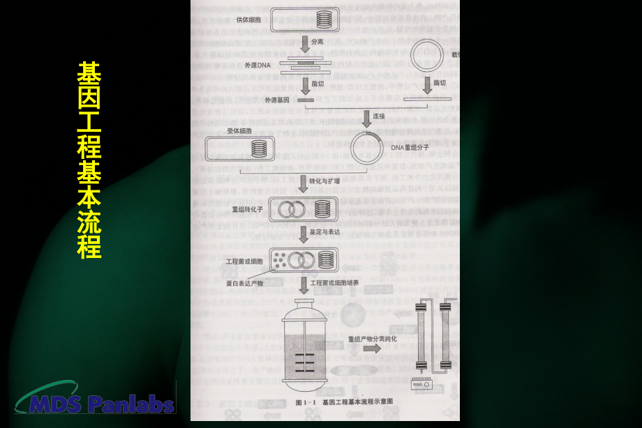 基因工程课件：第二章 分子克隆单元操作_第2页