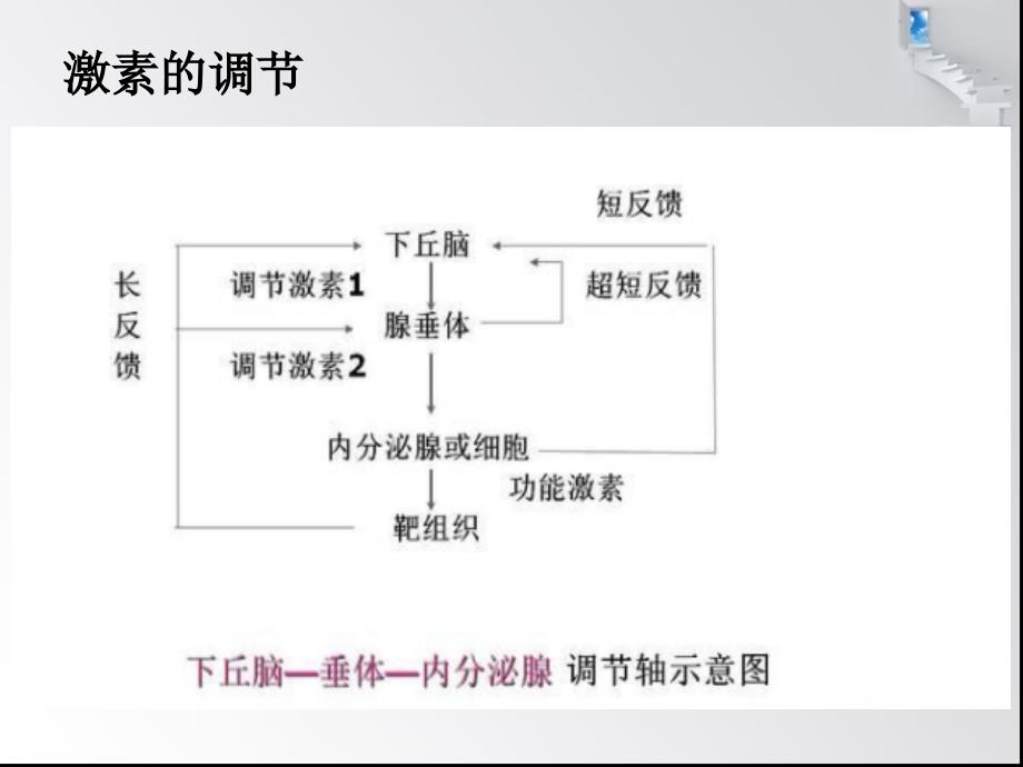 甲状腺激素及其临床意义_第3页