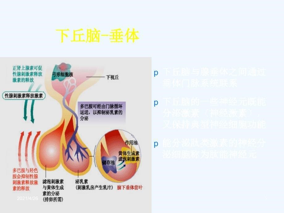 女性生殖内分泌基础（67页）_第5页