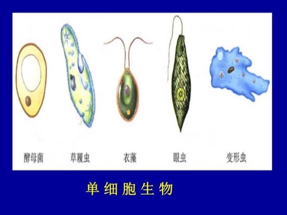 最新北师大版七上第3章第1节细胞的基本结构和功能1PPT课件_第5页