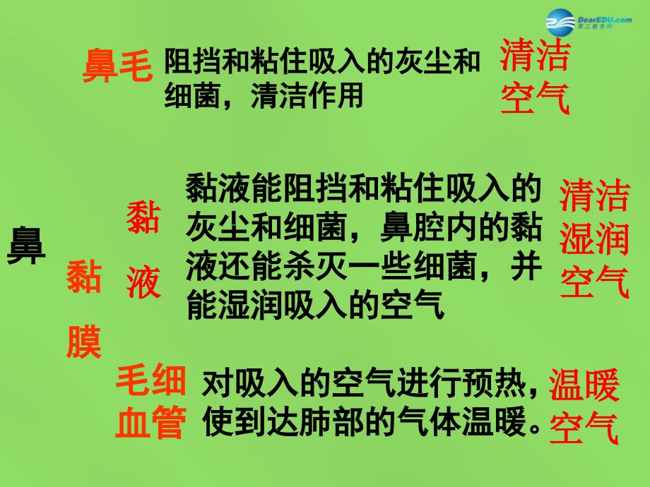 湖南省娄底市新化县桑梓镇中心学校七年级生物下册 3.1 呼吸道对空气的处理课件 新人教版_第4页