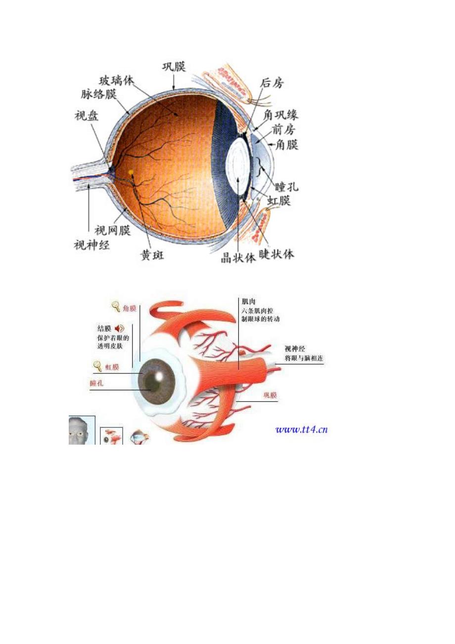 眼的解剖结构_第4页