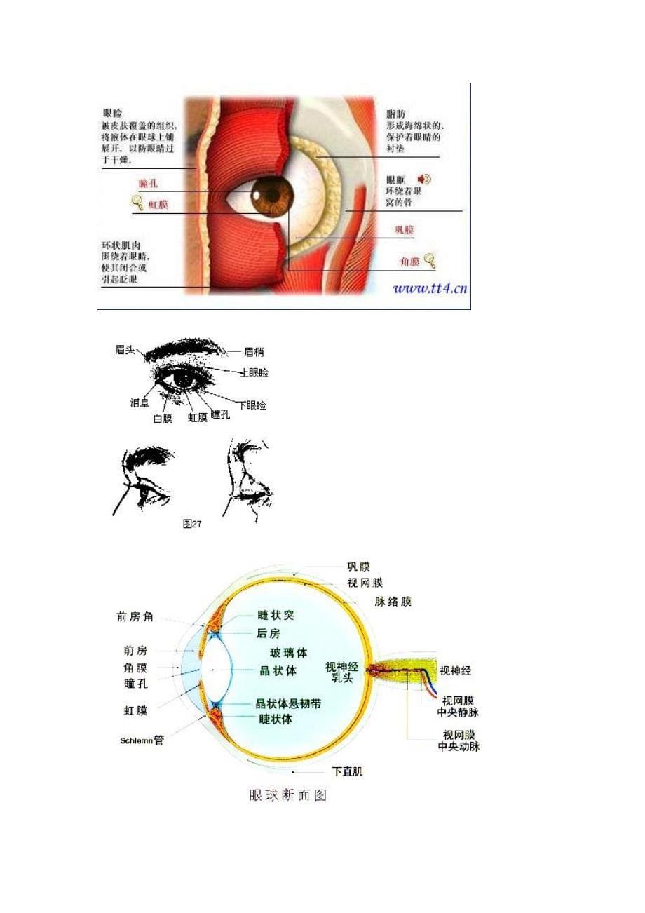 眼的解剖结构_第5页