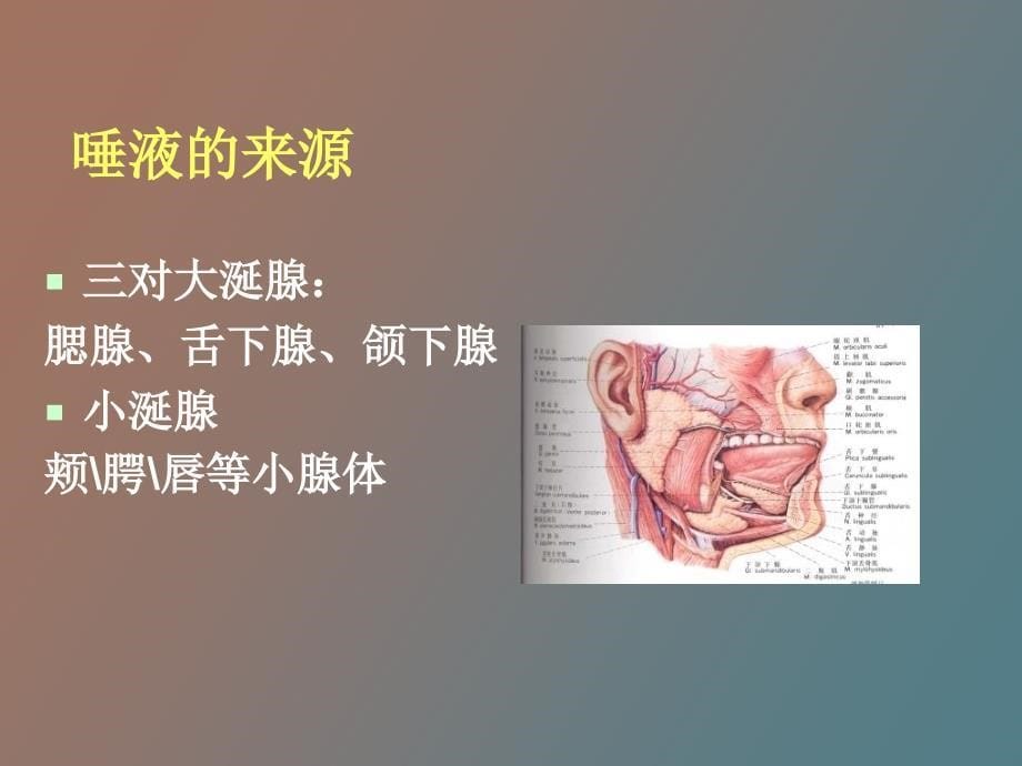 唾液生物化学_第5页