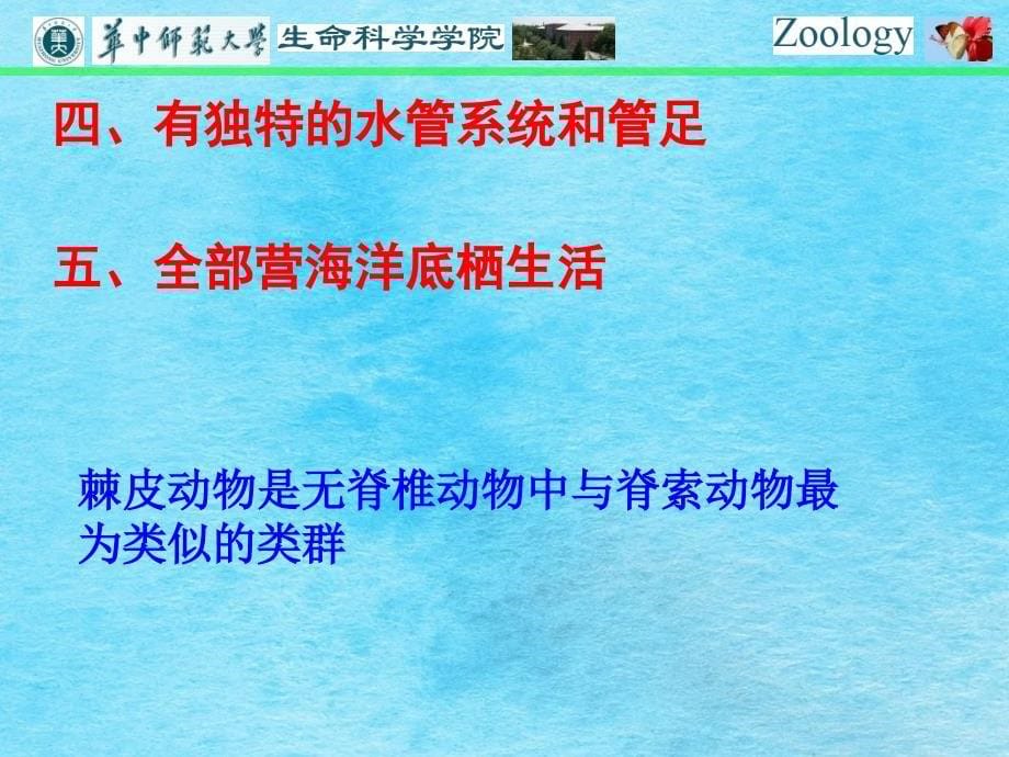 普通动物学第十一章棘皮动物门ppt课件_第5页