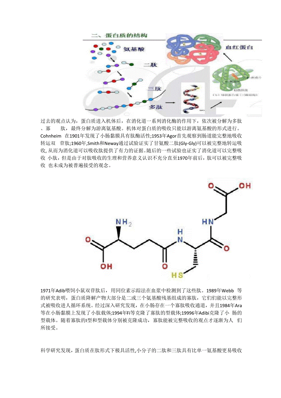 肽在人体中的代谢过程_第1页