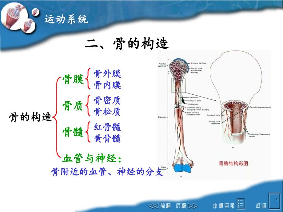 畜禽解剖学2运动系统课件_第4页