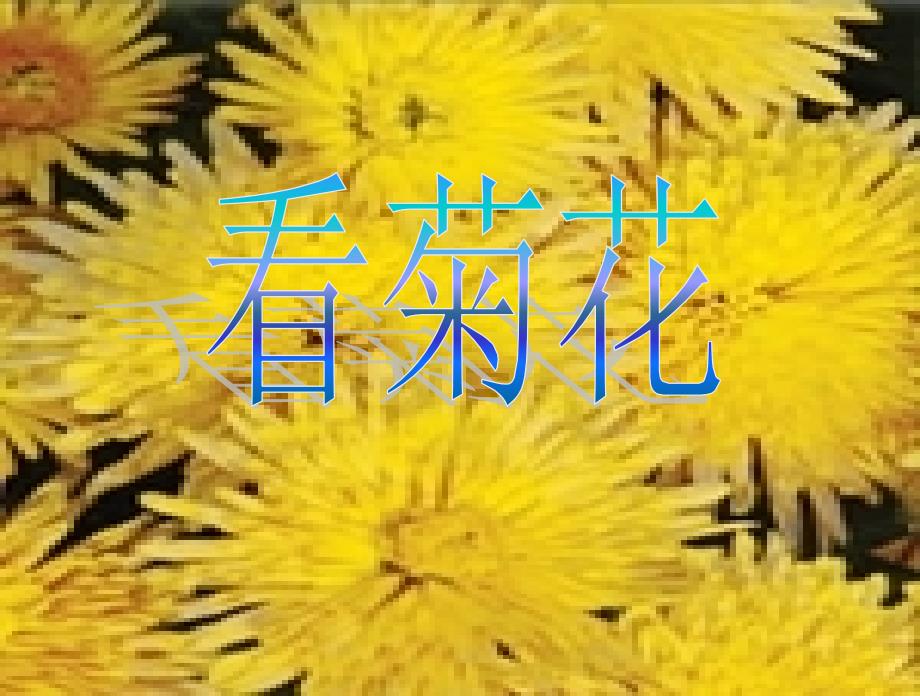 看菊花（课件）_第1页