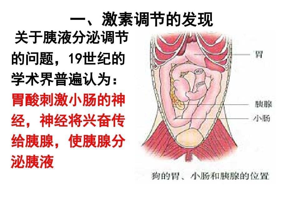 激素调节理科班PPT课件_第5页