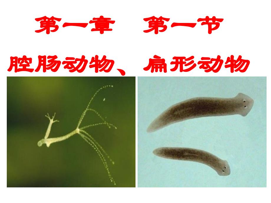 最新人教版新教材腔肠动物和扁形动物课件PPT_第2页