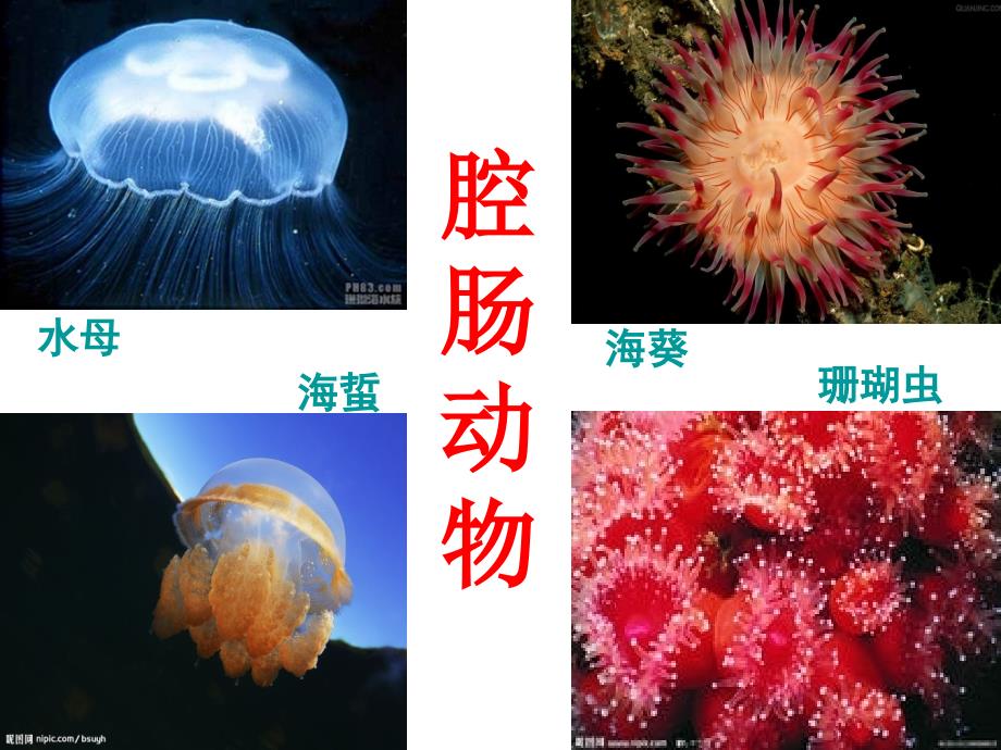 最新人教版新教材腔肠动物和扁形动物课件PPT_第3页