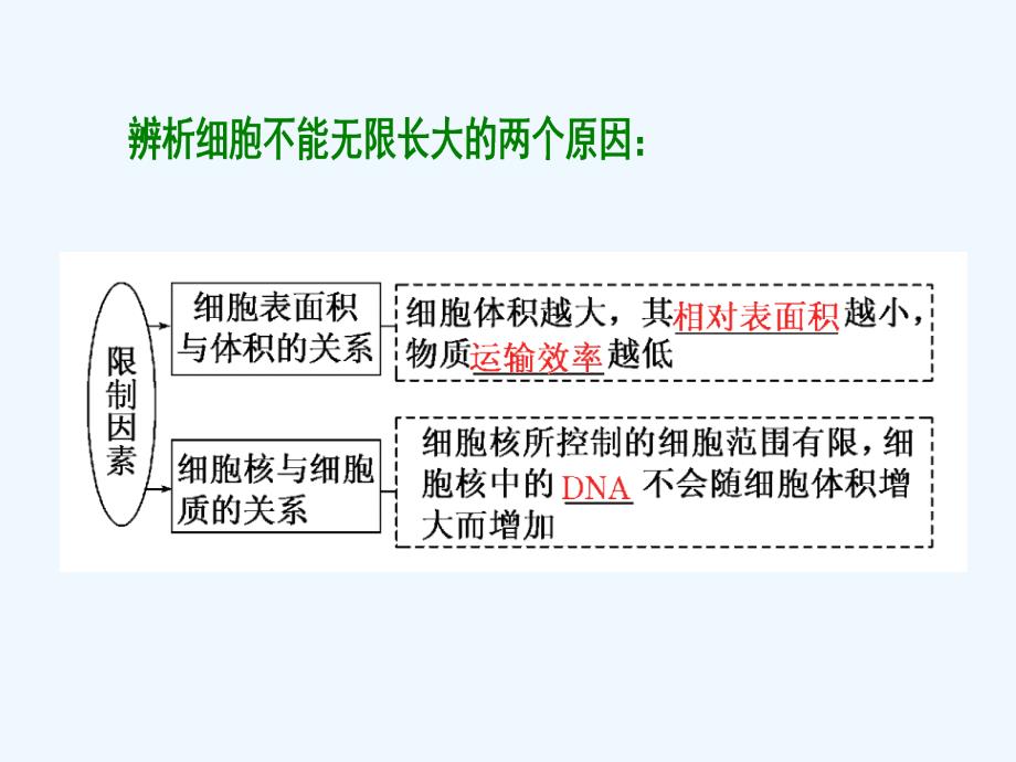 细胞分裂二轮复习_第3页