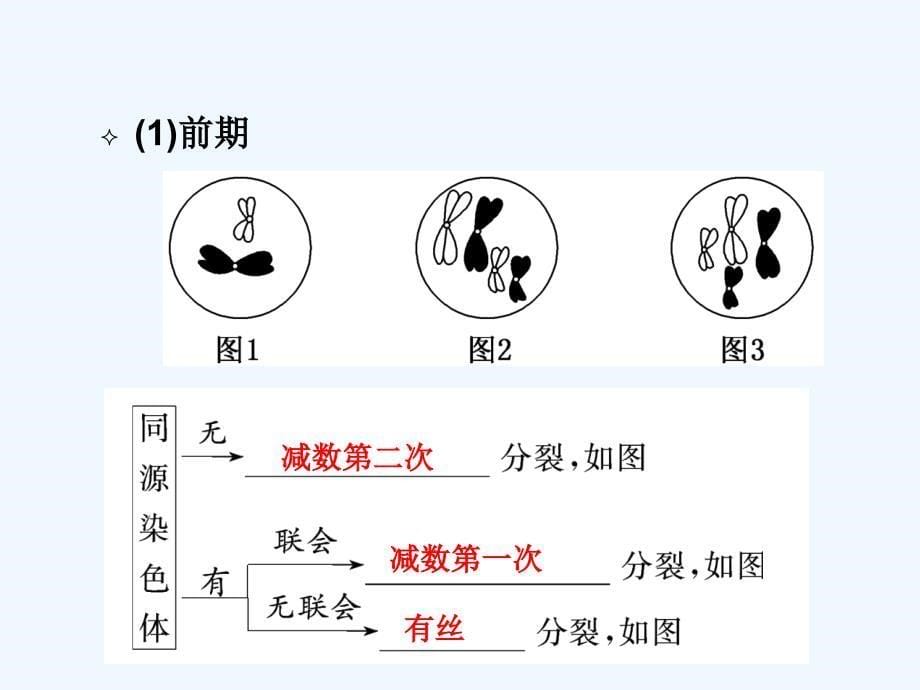 细胞分裂二轮复习_第5页