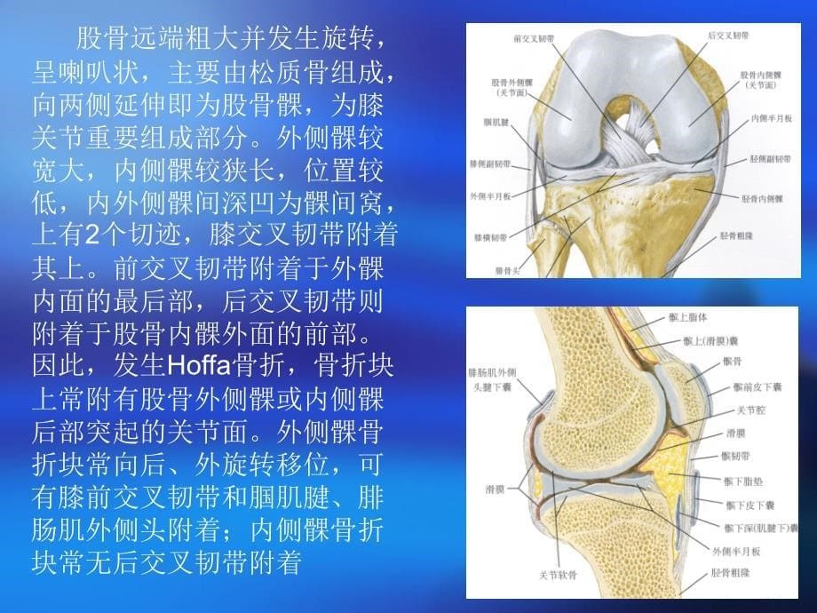 hoffa骨折PPT课件_第5页