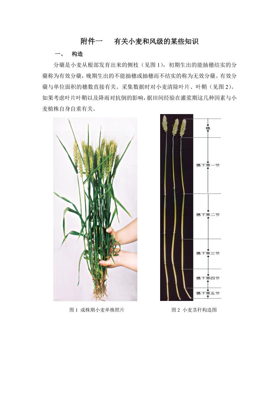 有关小麦和风级的一些知识_第1页