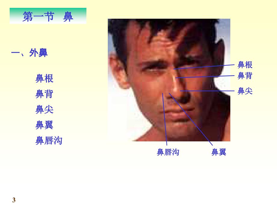 chapter06呼吸系统_第3页