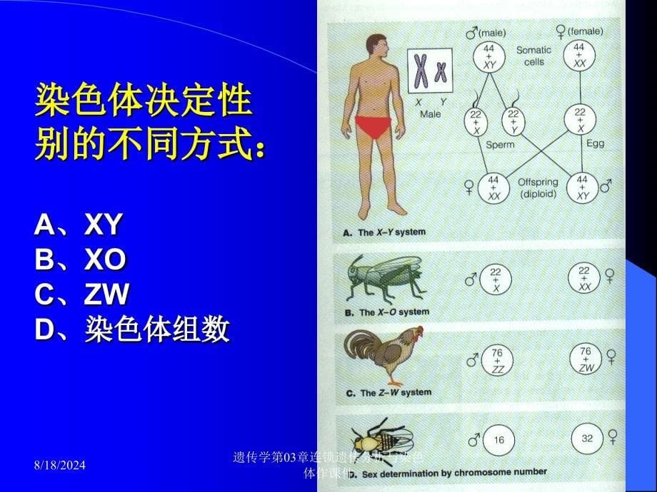 遗传学第03章连锁遗传分析与染色体作课件_第5页