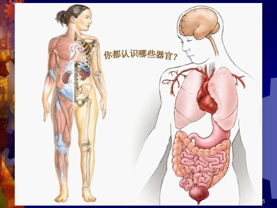 场救护的基本知识与方法_第5页